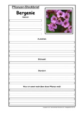 Pflanzensteckbrief-Bergenie.pdf